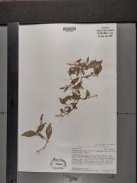 Persicaria longiseta image