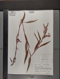 Persicaria amphibia image
