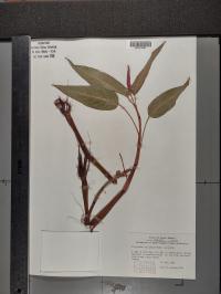 Persicaria amphibia image