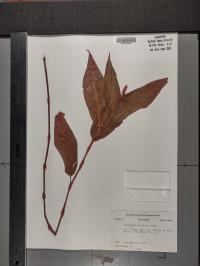Persicaria amphibia image