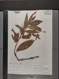 Persicaria amphibia image