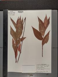 Persicaria amphibia image