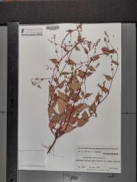 Fallopia convolvulus image