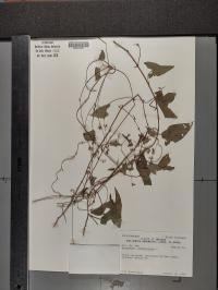 Fallopia convolvulus image