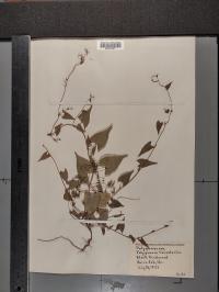 Fallopia convolvulus image