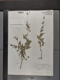 Fallopia convolvulus image