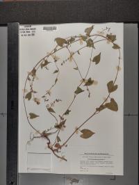 Fallopia convolvulus image