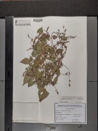Fallopia convolvulus image