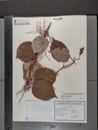 Reynoutria japonica image