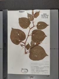 Reynoutria japonica image