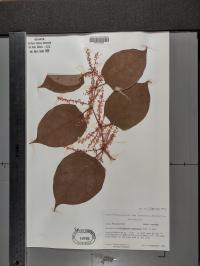 Reynoutria japonica image