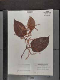 Reynoutria japonica image