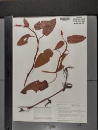 Persicaria amphibia image