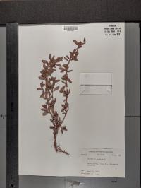 Polygonum erectum image