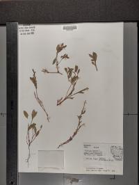 Polygonum erectum image