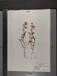 Polygonum erectum image