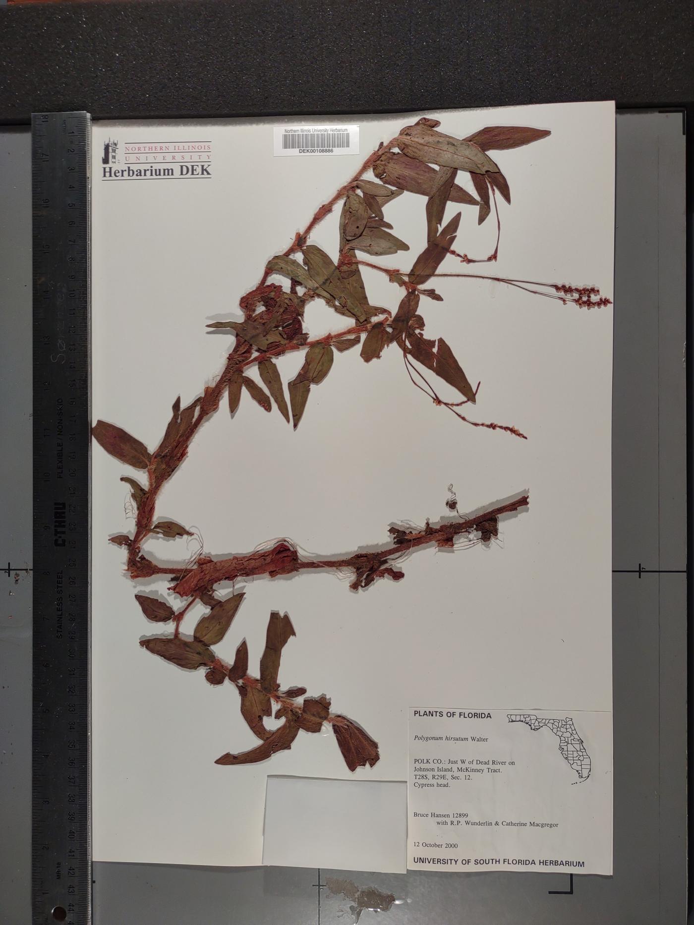 Persicaria hirsuta image