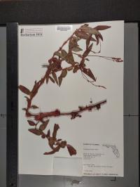 Persicaria hirsuta image