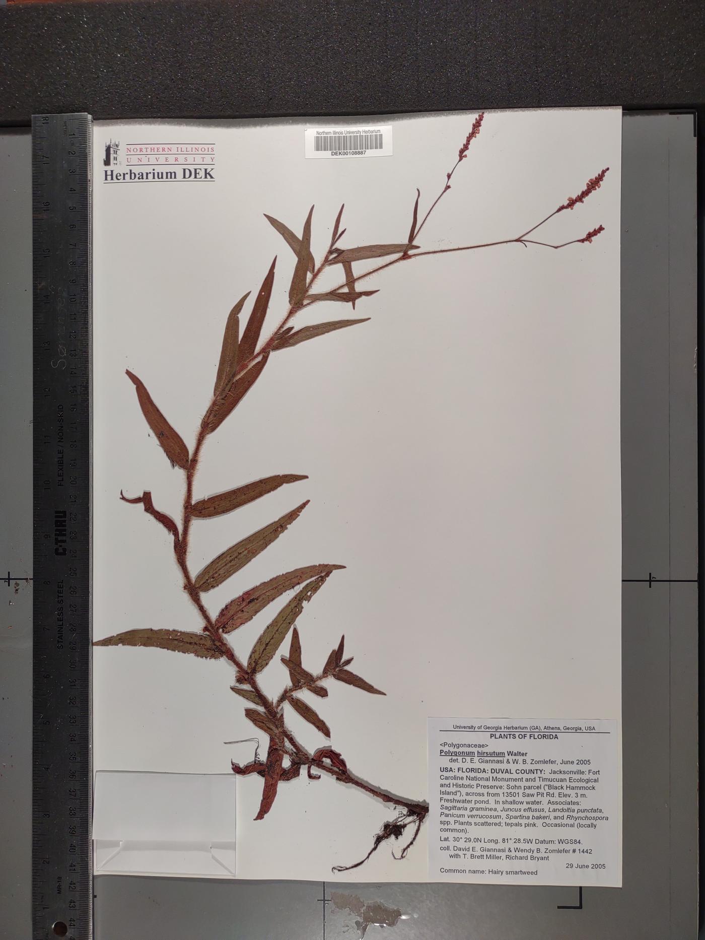 Persicaria hirsuta image