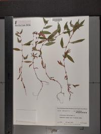 Persicaria hydropiper image