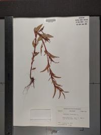 Persicaria hydropiper image