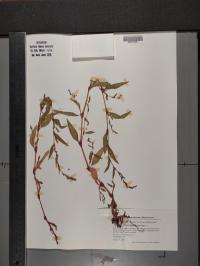 Persicaria hydropiper image