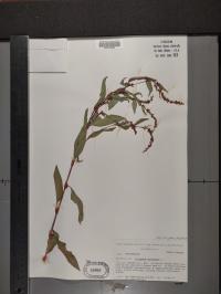 Persicaria hydropiper image