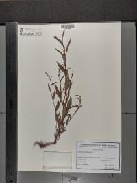 Persicaria hydropiper image