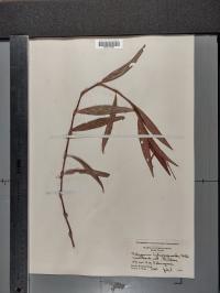 Persicaria hydropiperoides image