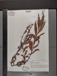 Persicaria hydropiperoides image
