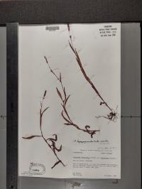 Persicaria hydropiperoides image