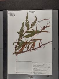 Persicaria hydropiperoides image