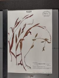 Persicaria hydropiperoides image
