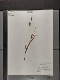 Persicaria hydropiperoides image