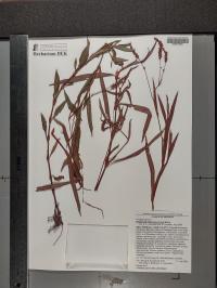 Persicaria hydropiperoides image
