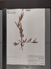 Persicaria pensylvanica image