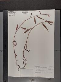 Persicaria pensylvanica image
