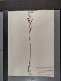 Persicaria pensylvanica image