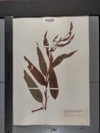 Persicaria pensylvanica image