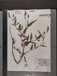 Persicaria pensylvanica image