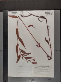 Persicaria pensylvanica image