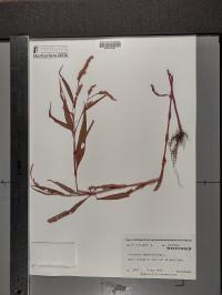 Persicaria lapathifolia image