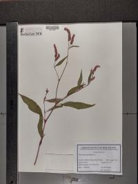 Persicaria lapathifolia image