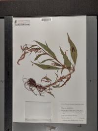 Persicaria lapathifolia image