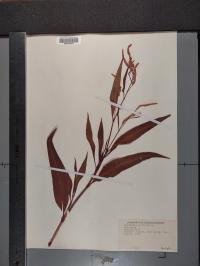 Persicaria lapathifolia image