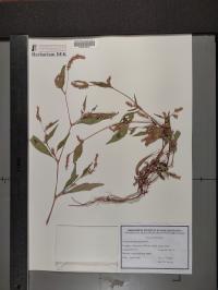 Persicaria lapathifolia image