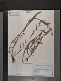 Persicaria lapathifolia image