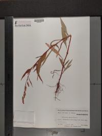 Persicaria maculosa image