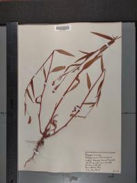Persicaria maculosa image