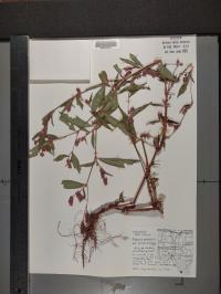 Persicaria maculosa image